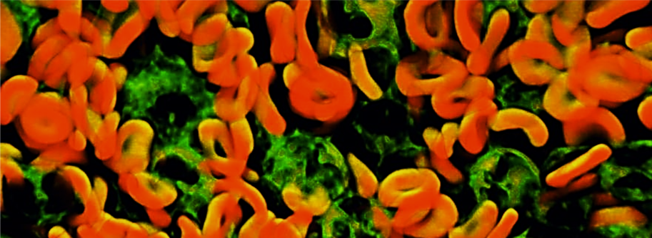 Cell Imaging 1