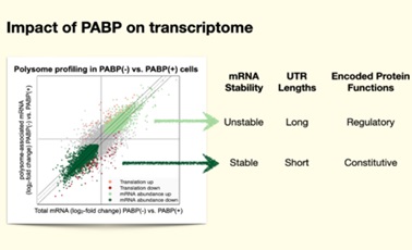 Impact of PAPB on transcriptome