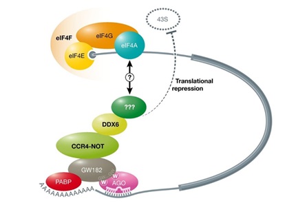 Transcriptional repression